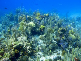 83 Reef IMG 3596